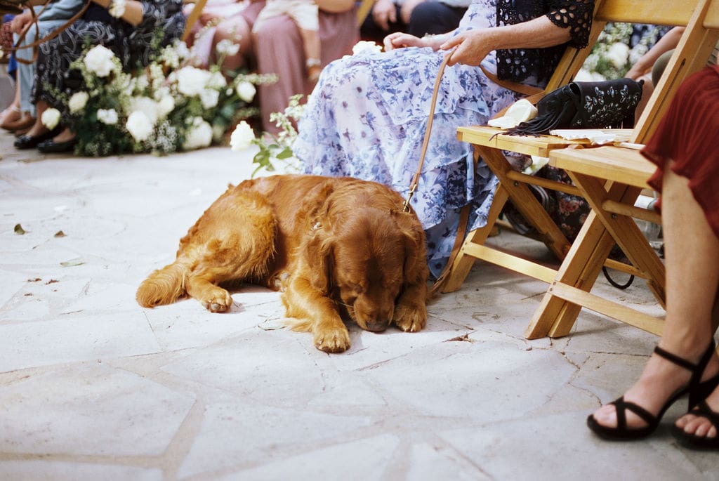 Golden retriever of Dana and Jack at their Addison Grove wedding venue in Austin