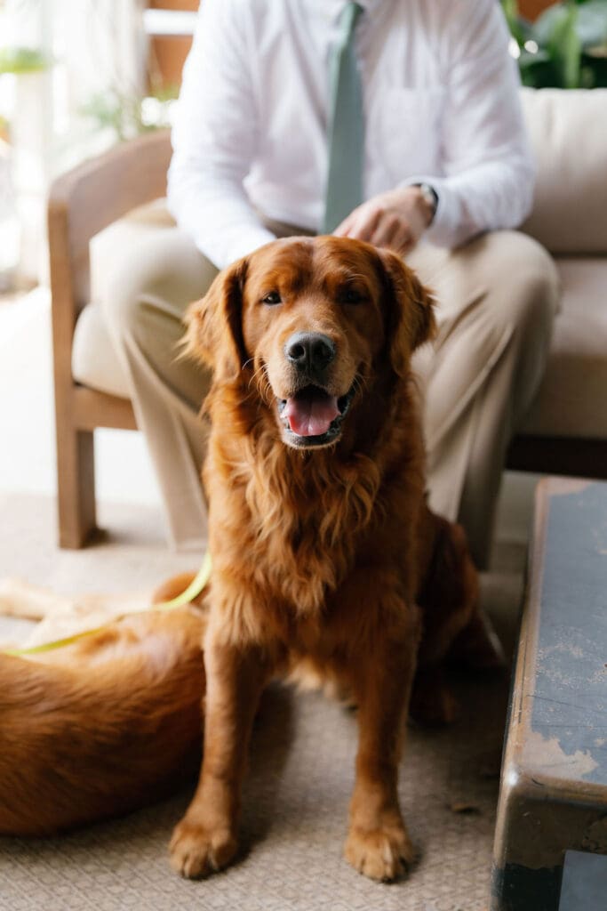 Golden retriever of Dana and Jack at their Addison Grove wedding venue in Austin